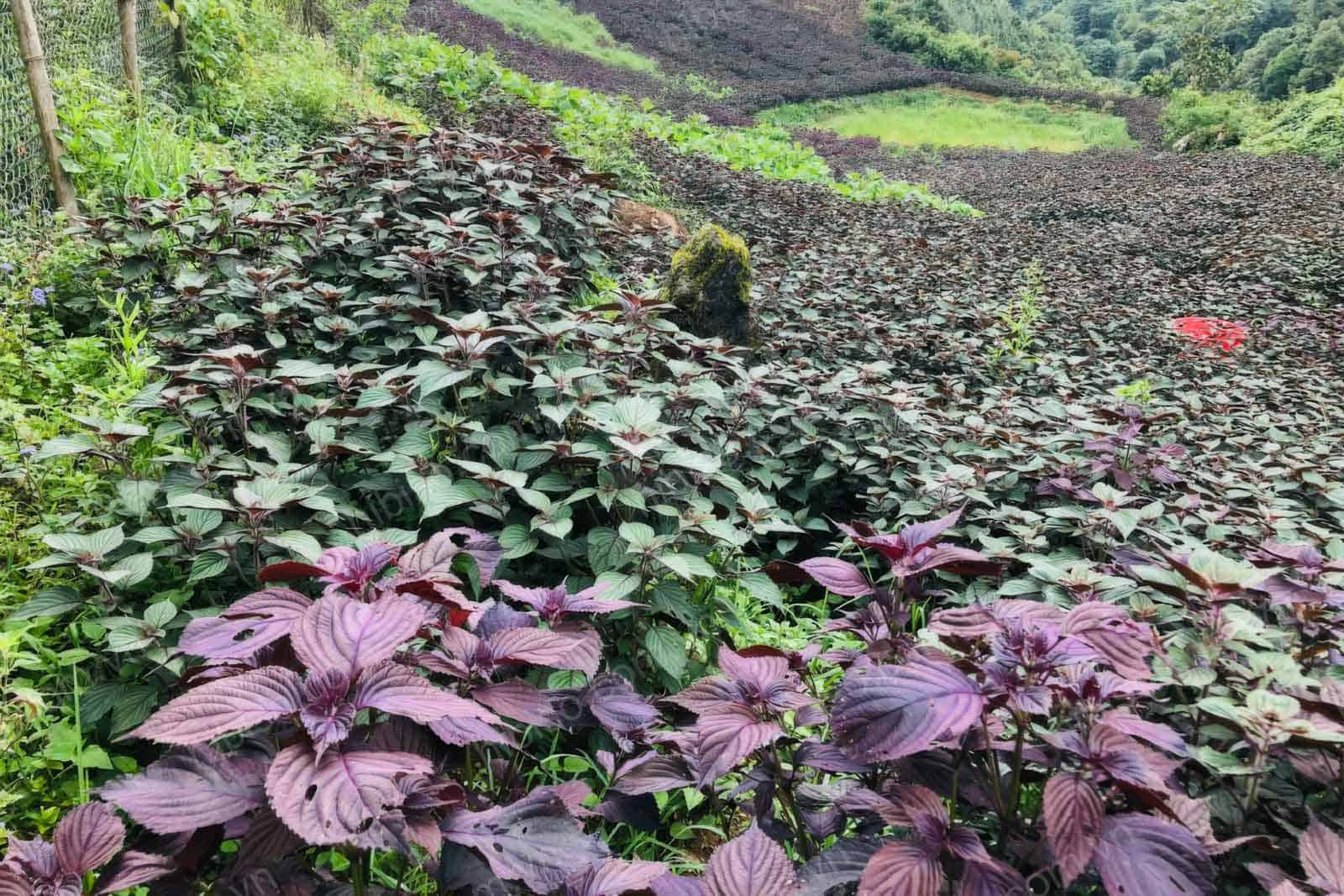 Cánh đồng tía tô bátj ngàn