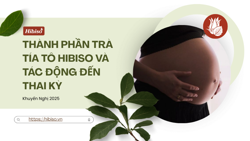 Thành phần trà tía tô Hibiso và tác động đến thai kỳ