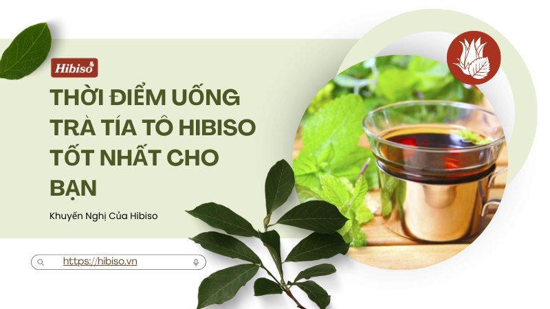 Thời Điểm Uống Trà Tía Tô Hibiso Tốt Nhất Cho Bạn
