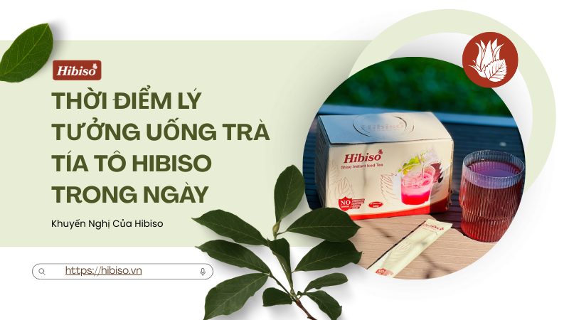 Thời điểm lý tưởng uống trà tía tô Hibiso trong ngày